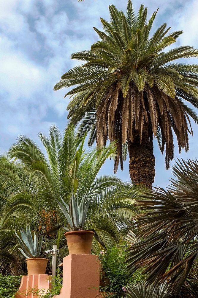 Marrakech-Morocco Lush-tropical date palm trees